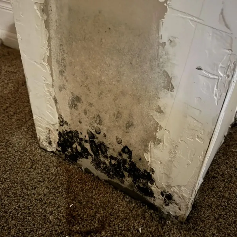 Professional Mold Removal in Meadville, PA